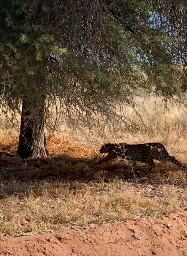 Леопард подкрадывается к беспечной антилопе: видео