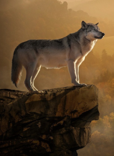 Реагируют на определенные голоса людей и боятся развевающейся на ветру ткани: 50 интересных фактов о жизни волков
