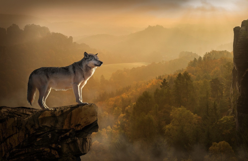 Реагируют на определенные голоса людей и боятся развевающейся на ветру ткани: 50 интересных фактов о жизни волков