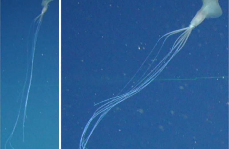 В австралийских водах впервые заметили глубоководных длинноруких кальмаров