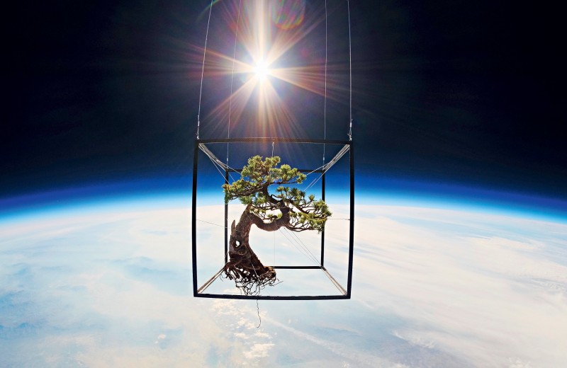 Снимки растений в открытом космосе: безумное творчество Азумы Макото