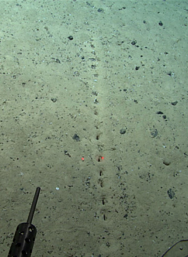 Ученые обнаружили загадочные ряды отверстий на дне Атлантического океана