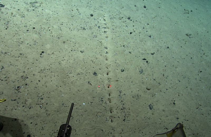 Ученые обнаружили загадочные ряды отверстий на дне Атлантического океана