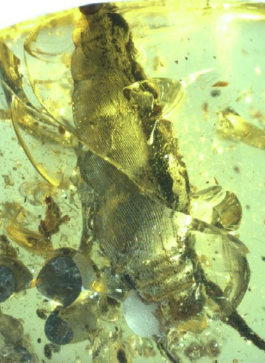 Новорожденные улитята или норы моллюсков? Разбираемся в споре палеонтологов