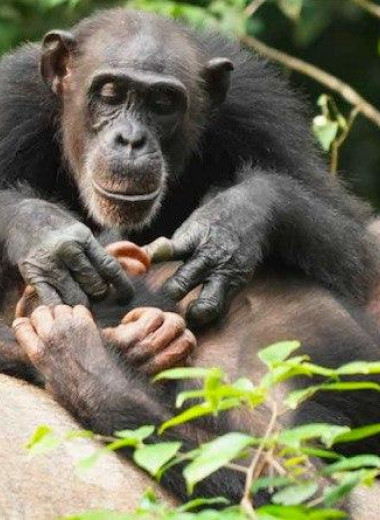Потеря матери снизила репродуктивный успех самцов шимпанзе