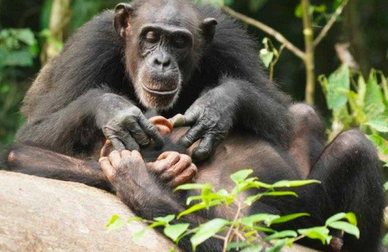 Потеря матери снизила репродуктивный успех самцов шимпанзе