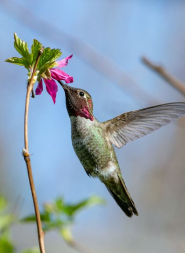 Маленькая, но горная птичка: зачем ученые переселили колибри и что из этого вышло