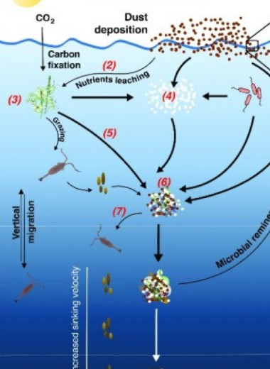 Ученые утяжелили фекалии планктона минеральной пылью