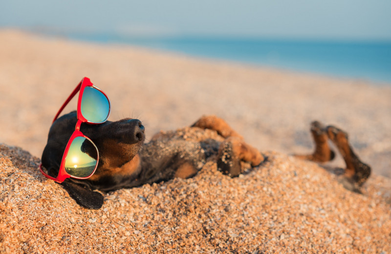 Могут ли собаки обгореть на солнце?