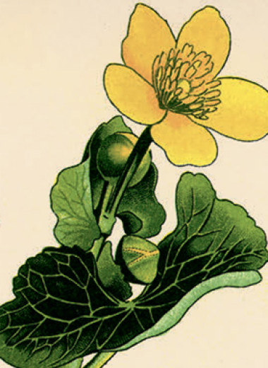 Солнышко из лужи