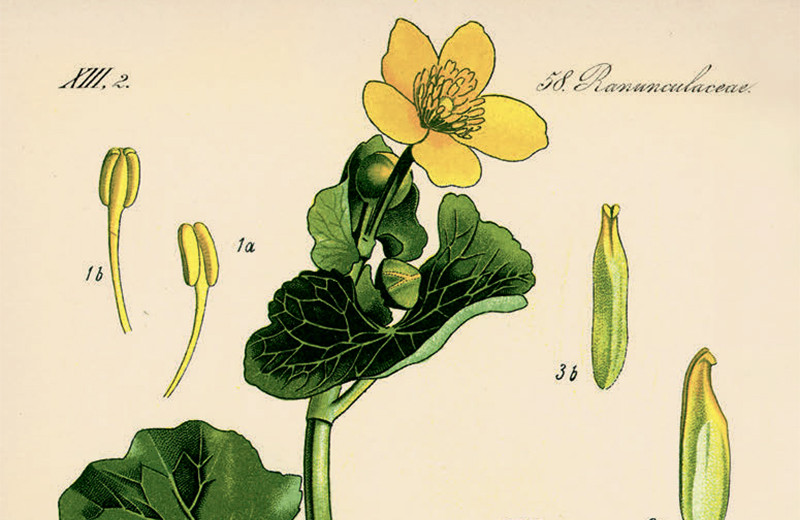 Солнышко из лужи