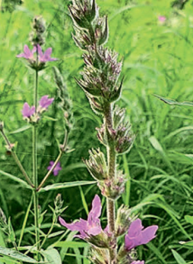 Вести из институтов