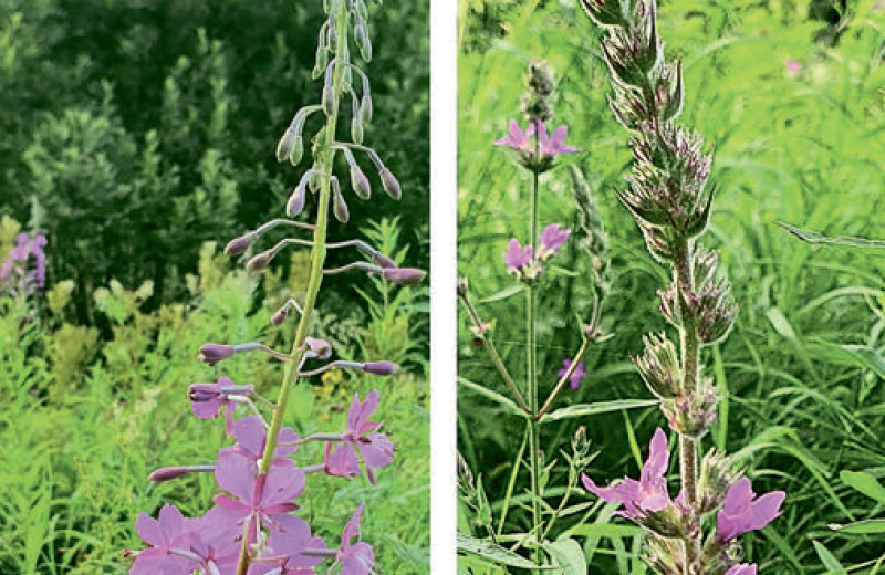 Вести из институтов