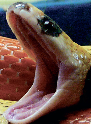 «Проглочу, проглочу, не помилую»