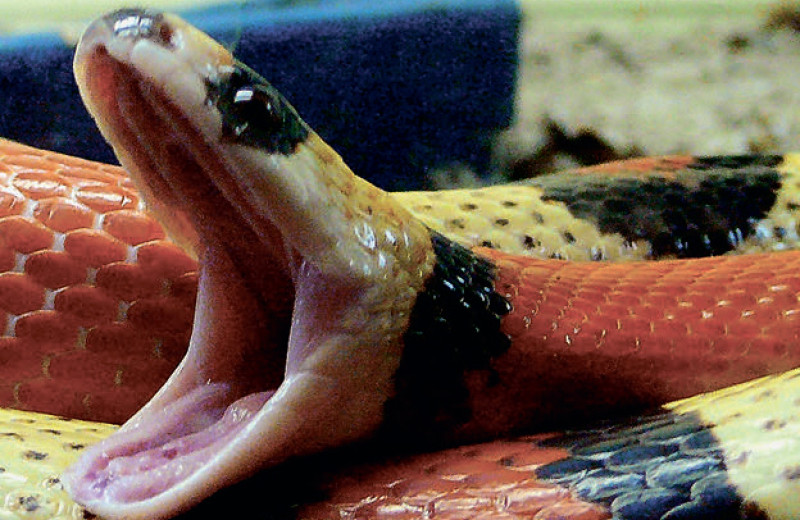 «Проглочу, проглочу, не помилую»