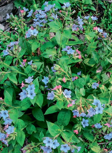 Медуницы. Из леса — в сад