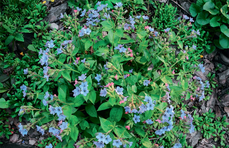 Медуницы. Из леса — в сад