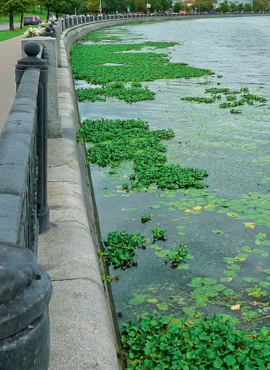 Тропическая гостья в Москве-реке