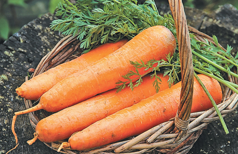 Своя морковка круглый год
