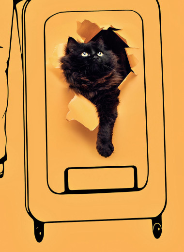 Кошка с собой