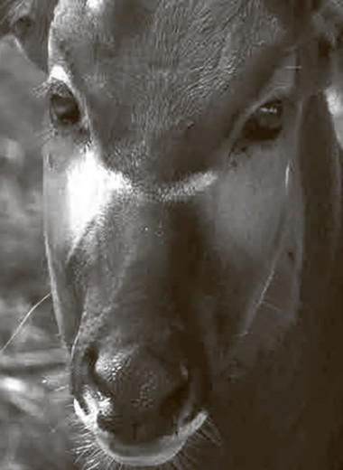 Лесная антилопа бонго