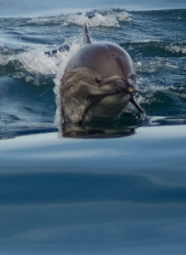 Садовники моря