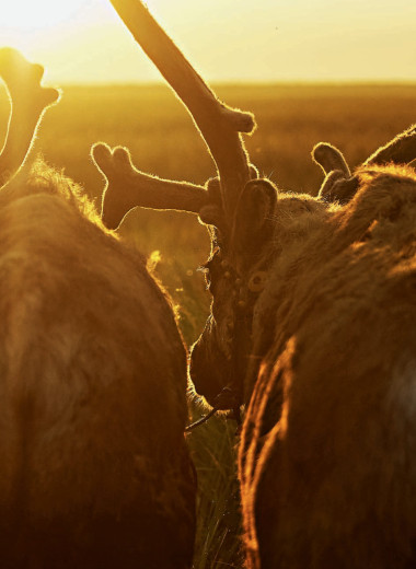 Феномен Енисея