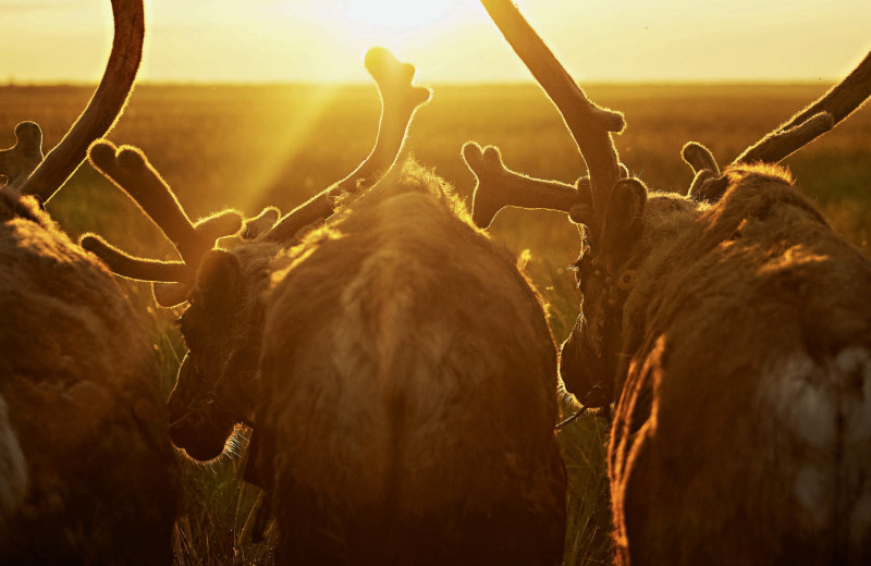 Феномен Енисея