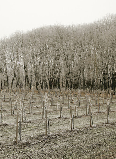 Пока цветет чабрец