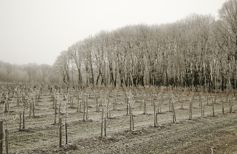 Пока цветет чабрец