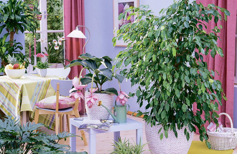 Зеленые модники. 7 стильных растений для дома