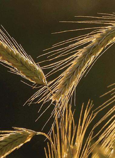 Цепочка ржаной нерентабельности