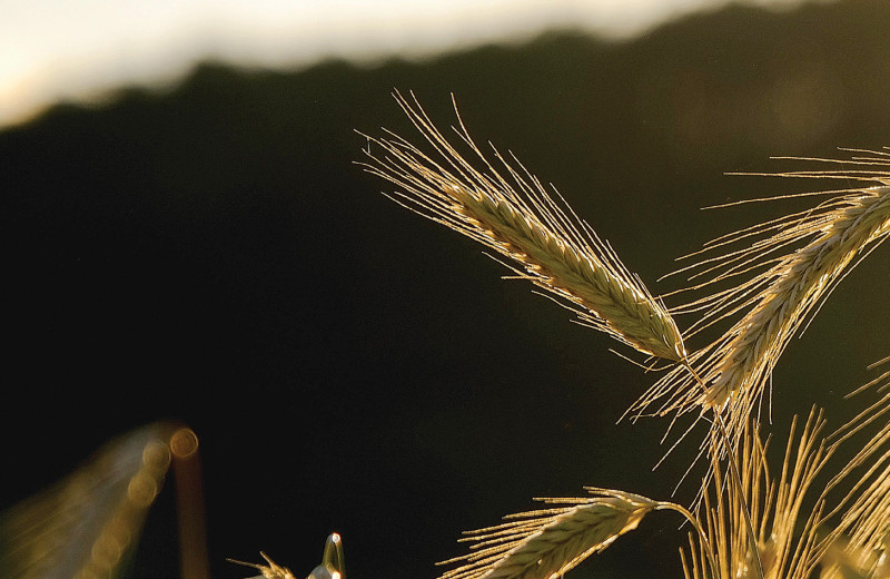 Цепочка ржаной нерентабельности