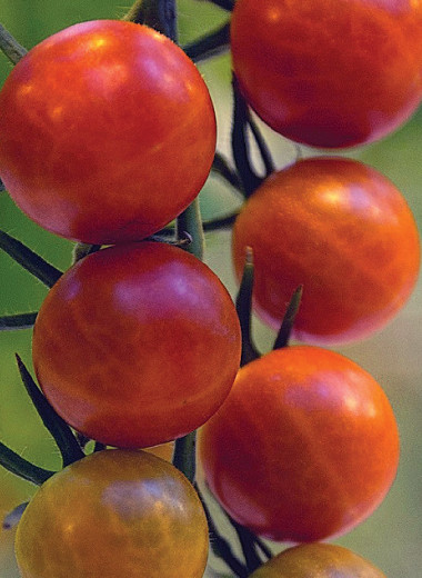 Кто построит теплицы в ДФО?