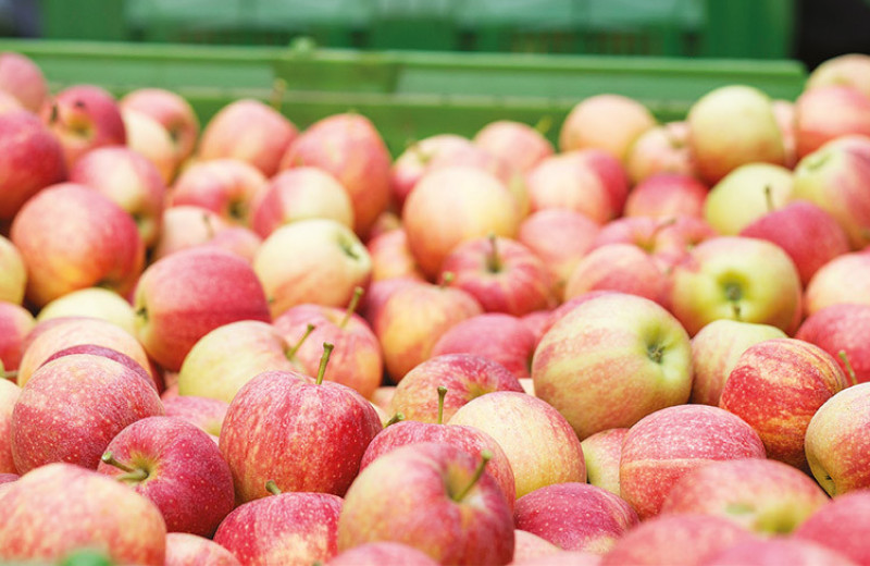 «Брянский сад» заложит яблоки на хранение