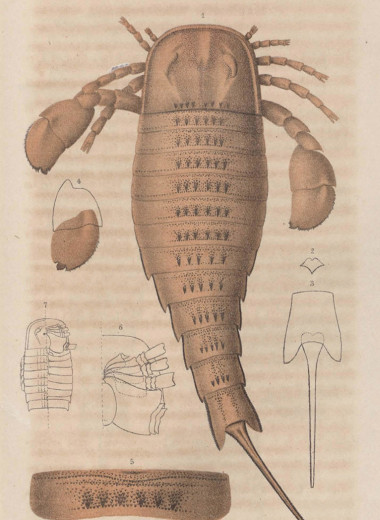 Великий космополит эвриптерус