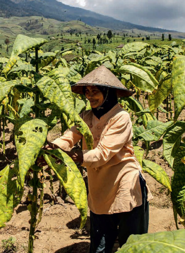 Гигант с характером