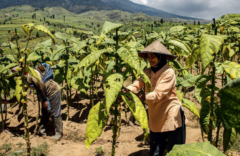 Гигант с характером