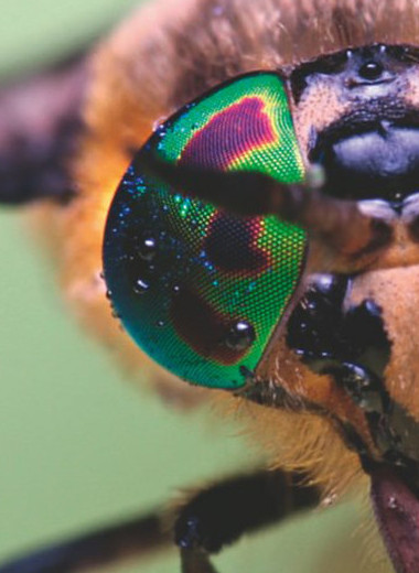 Пять опасных насекомых