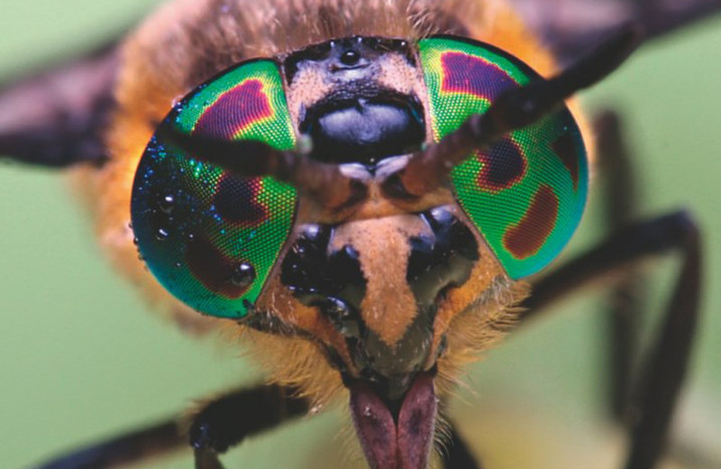 Пять опасных насекомых