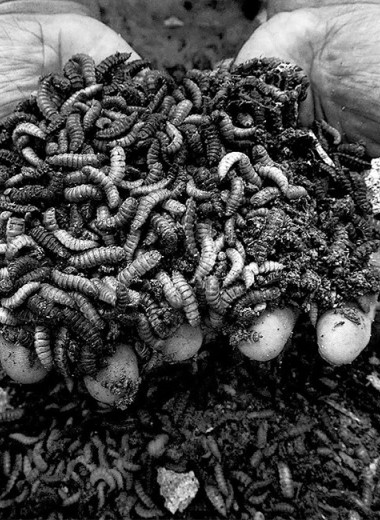 Лакомства из насекомых, или Вокруг света в поисках новых вкусовых ощущений