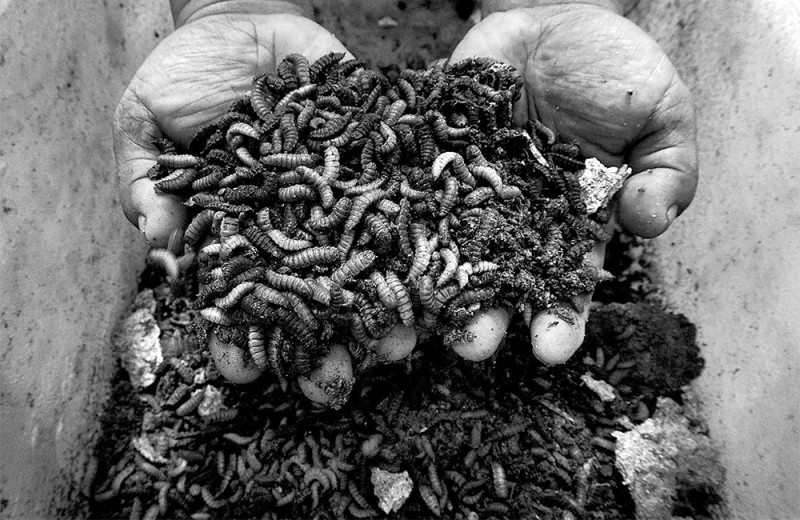 Лакомства из насекомых, или Вокруг света в поисках новых вкусовых ощущений