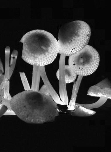 Дьявольское произведение или подарок природы?