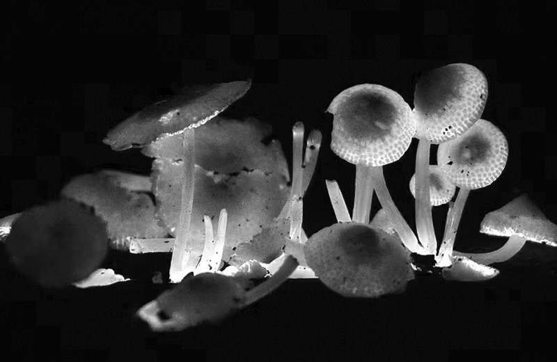 Дьявольское произведение или подарок природы?