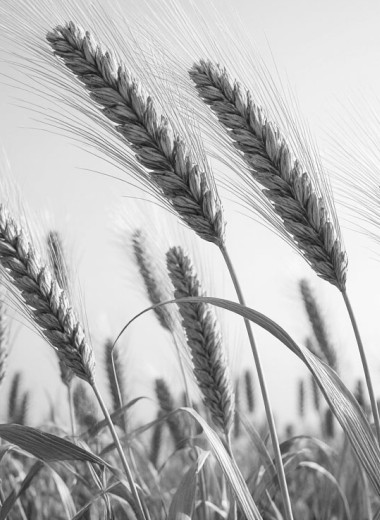 Создано в России