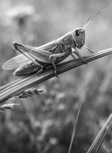 Как мало мы о них знаем