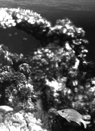 Бронированный кузовок