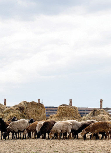 ESG-принципы российских агрохолдингов