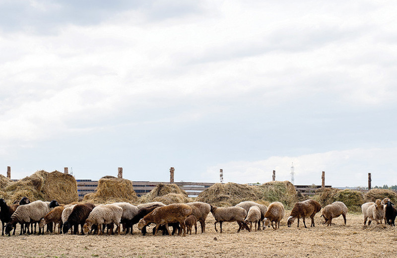 ESG-принципы российских агрохолдингов