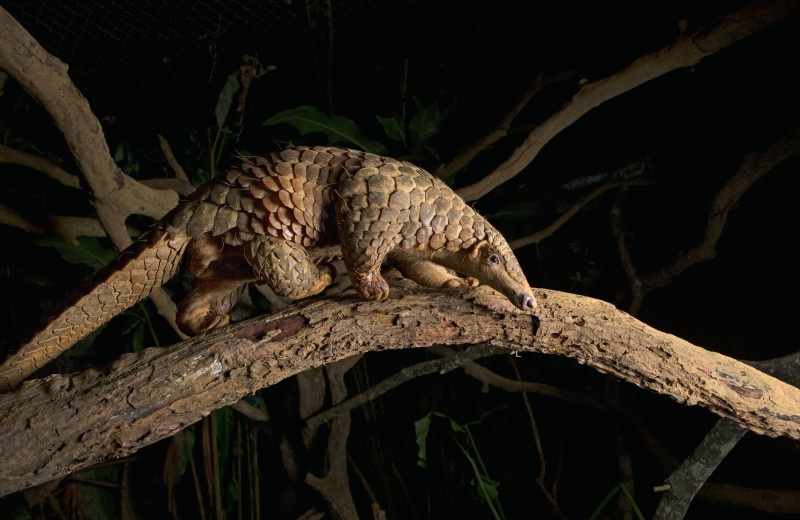 Фауна вьетнама Фауна вьетнама